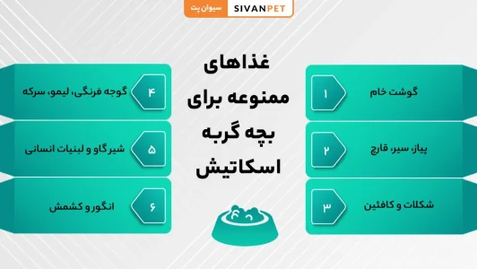 به بچه گربه اسکاتیش چه غذایی بدهیم؟ بهترین غذای بچه گربه اسکاتیش بچه گربه اسکاتیش چه غذاهایی نباید بخورد؟
