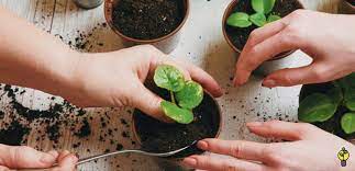 راهنمایی در انتخاب مناسب ترین نوع کود برای گونه های مختلف گیاهان