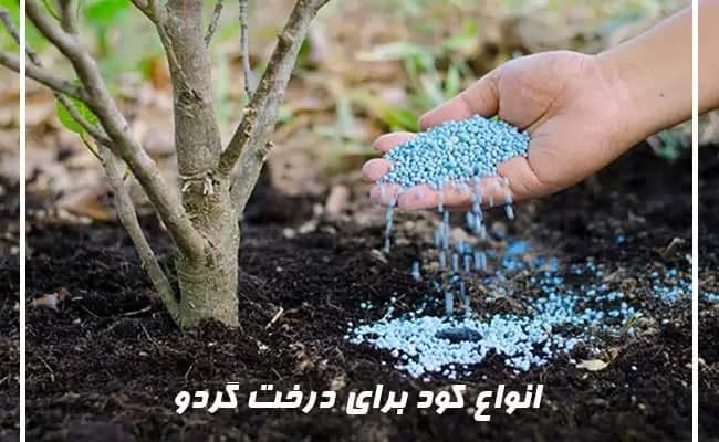 بهترین کود برای رشد سریع نهال گردو