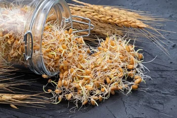 نحوه ی مصرف پودر جوانه گندم برای چاقی
