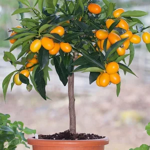 The best fertilizer for kumquat