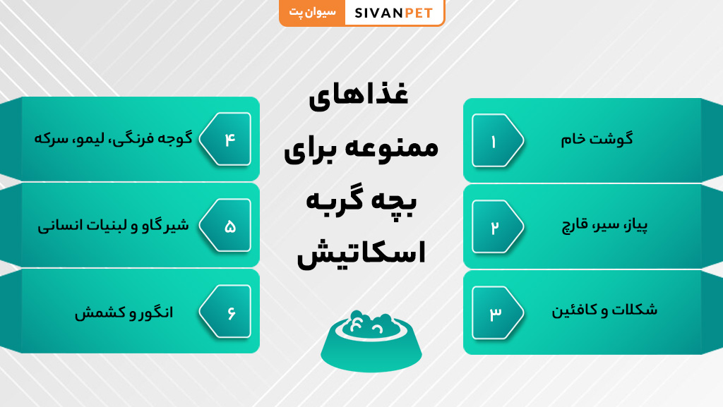 بچه گربه اسکاتیش چه غذاهایی نباید بخورد؟