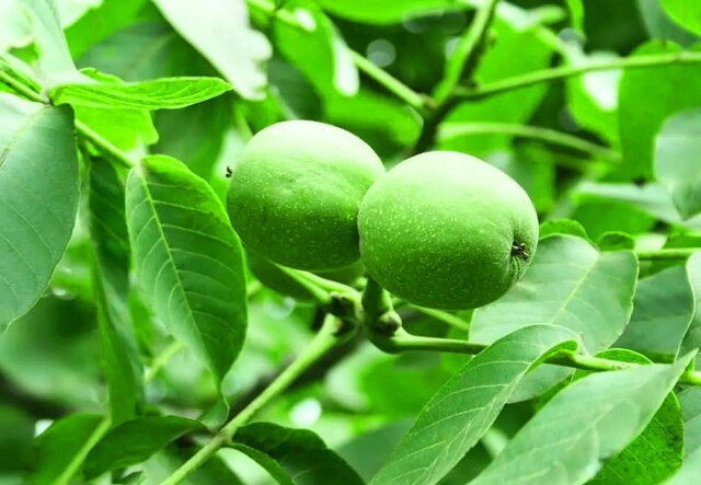 آیا درخت گردو حساسیت زاست ?